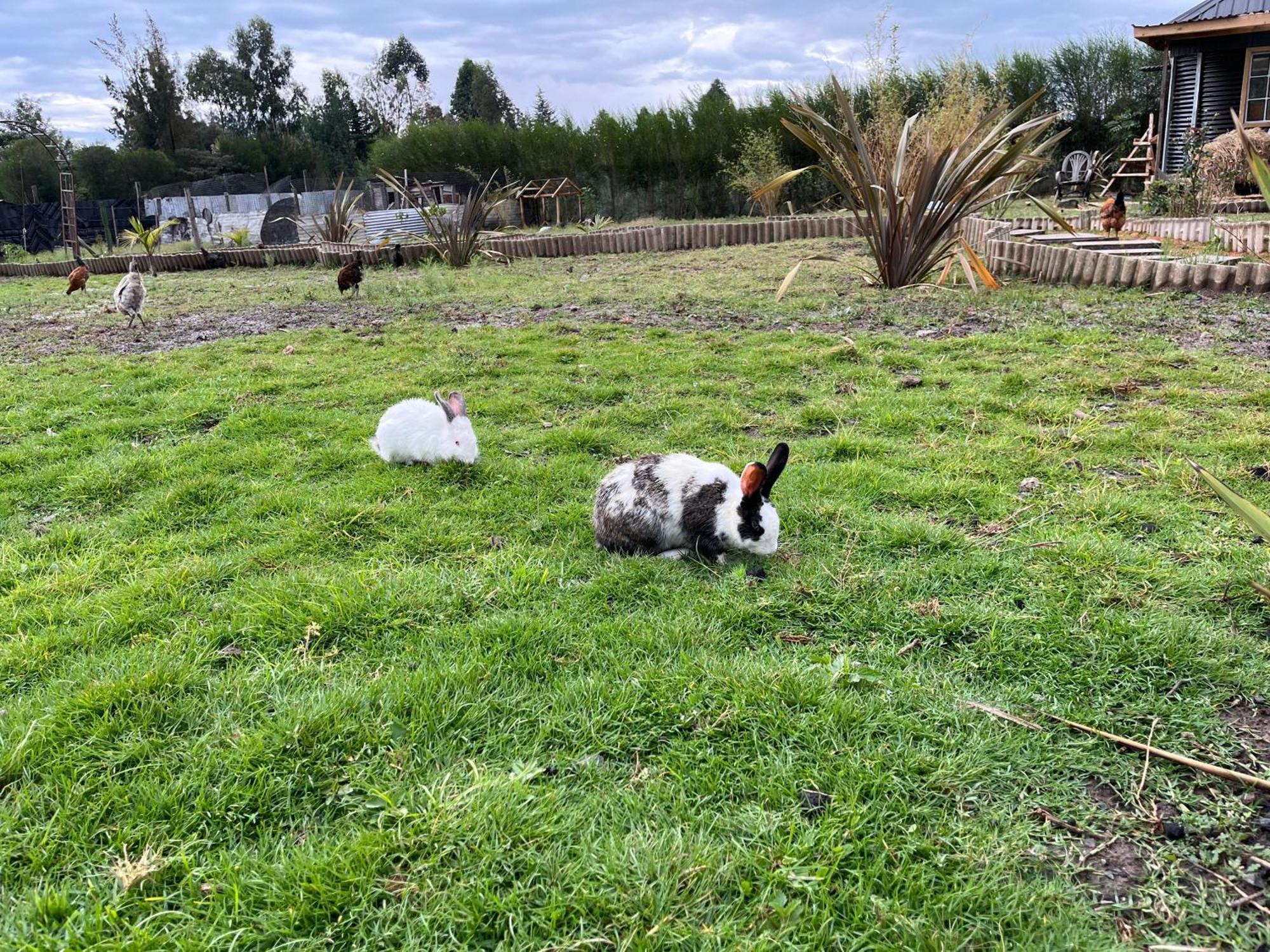 Rafiki House Hotel Nanyuki Bagian luar foto